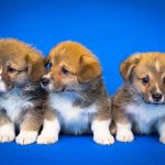 Website Slot Gacor Legal 2023 Server Luar Negri Terpercaya Gampang Menang Jackpot Maxwin