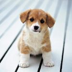 AGEN301: AGEN SLOT GACOR TERBARU HARI INI GAMPANG MENANG