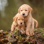 Demoslot303 | Slot Gacor Dengan RTP Harian Terbaru