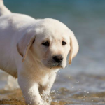 tautan SLOT ONLINE: Web Slot Online Terbaik 2022, Slot Resmi Gacor 2023.